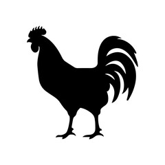 rooster isolated on white