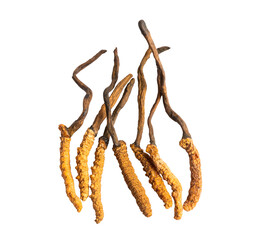 Cordyceps or Ophiocordyceps sinensis mushroom herb is fungus for used as medicine on white background with clipping path.
