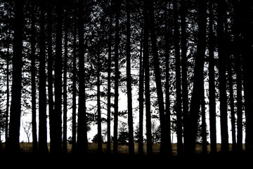 trees in the morning, forest in the morning, trees in the forest, tree silhouette, forest...