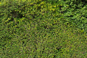 Lush Foliage of Growing Bushes. Natural Green Background.