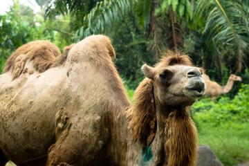 Closeup of a camel in a zoo with green vegetation on the background in Bali, Indonesia