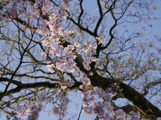 Obraz premium pale pink cherry flowers in spring, prunus subhirtella. Sakura season