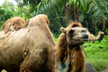 Closeup of a camel in a zoo with green vegetation on the background in Bali, Indonesia