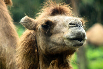 Obraz premium Closeup of a camel in a zoo with green vegetation on the background in Bali, Indonesia
