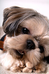 purebred dog, closeup photo, looking, purebred, portrait, photography, shih tzu, pet, animal, young, small, doggy, friend, mammal, pedigree, adorable