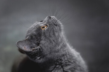 Portrtait of young british shorthair cat