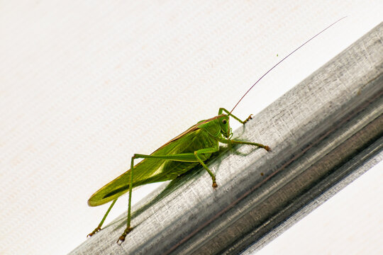 Tettigoniidae Images – Browse 21,022 Stock Photos, Vectors, and