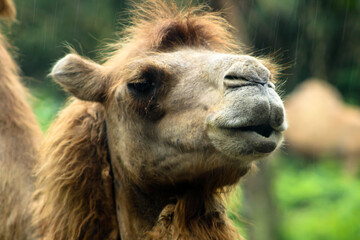 Closeup of a camel in a zoo with green vegetation on the background in Bali, Indonesia