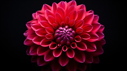 red dahlia flower isolated