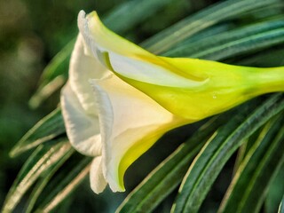 Obraz premium close-up photo of a thevetia peruviana flower with green leaves in the background.
