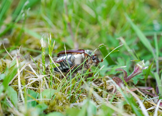 Cockchafer, Melolontha. Insect close-up.	