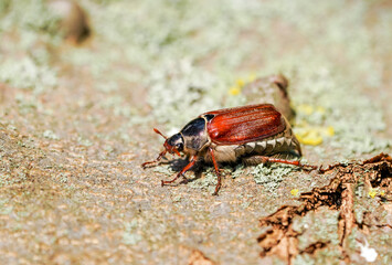 Obraz premium Cockchafer, Melolontha. Insect close-up. 