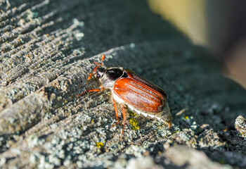 Cockchafer, Melolontha. Insect close-up.	