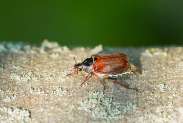 Cockchafer, Melolontha. Insect close-up.	