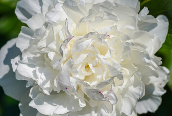 White blossom of a peony. Flowering plant close-up.