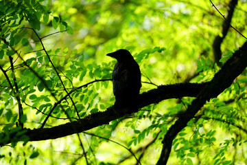 Silhouette of a carrion crow on a branch. Bird in natural environment. Corvus corone.
