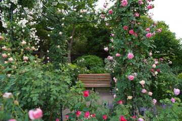 港の見える丘公園、花、4月、5月、春、咲く、綺麗、ピンク、黄色、白、横浜、風景、日本、神奈川、空、青、雲、屋外、観光、サイトシーイング、旅、ツアー、景色、青空、公園、植物、自然、並ぶ、可愛い、可憐、沢山の花、色とりどりの花、花畑、