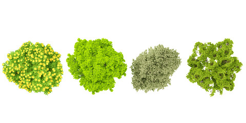 Set of Jungle Weeping fig, Caragana arborescens trees 3D rendering. top view, plan view, for illustration, architecture presentation, visualization, digital composition