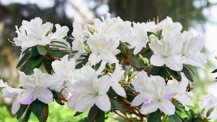 Fototapeten Flowers bloom azaleas, white rhododendron buds on green background © Timotei