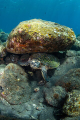 Hawksbill sea turtle. Underwater world of Bali, Indonesia.