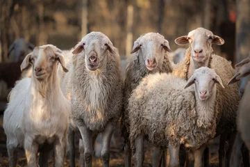 Foto op Aluminium flock of sheep © YB