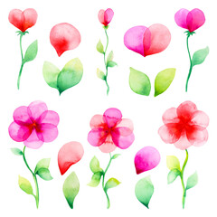 Watercolor pink flowers set isolated on a white background.