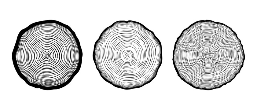 set vector illustration of round tree trunk cuts, sawn pine or oak slices, lumber. Saw cut timber, wood. Wooden texture with tree rings. Hand drawn sketch isolated on white background