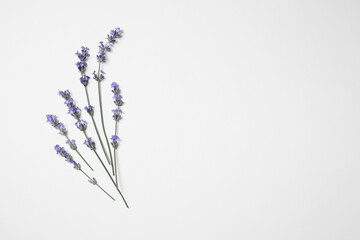 Beautiful aromatic lavender flowers on white background, flat lay. Space for text