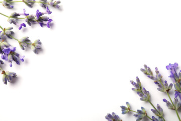 Beautiful aromatic lavender flowers on white background, flat lay. Space for text