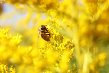 Honeybee collecting nectar from yellow flowers outdoors, closeup