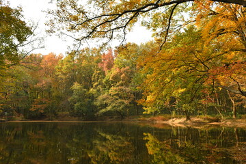 Photo of the lakeside forest in autumn