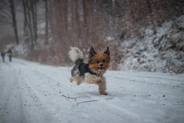 Happy and smiling Yorkshire Terrier dog running on a snowy road in winter. Four-legged pet in snowy Beskydy mountains, Czech Republic