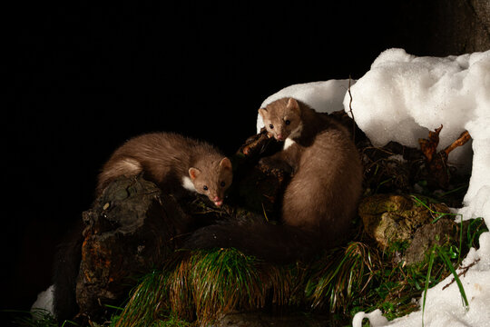  weasel, Martes foinaI, faina