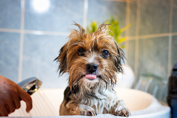 Cute expression of a wet Yorkshire Terrier dog after a bath. Pink tongue and the joy of...