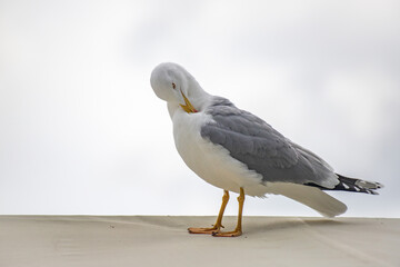 Seagull bird close-up in nature