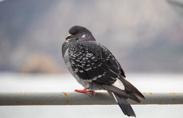 pigeons on the roofs of houses close-up