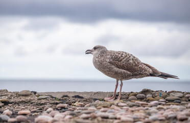 Seagull bird close-up in nature