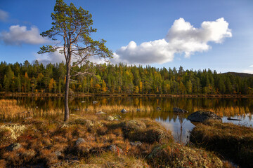 Autumn Landscape with swamp and pines. Arctic. Russia
