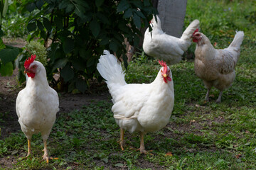 White hens looking for food in the grass