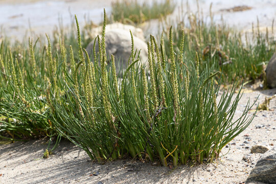 bush of Triglochin maritima in the littoral of the White Sea