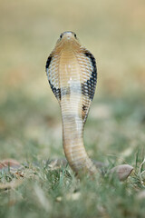Fototapeta premium he Monocled Cobra (Naja kaouthia), also called Monocellate Cobra and Indian Spitting Cobra, is a venomous cobra species widespread across South and Southeast Asia.