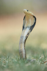 The Monocled Cobra (Naja kaouthia), also called Monocellate Cobra and Indian Spitting Cobra, is a venomous cobra species widespread across South and Southeast Asia.
