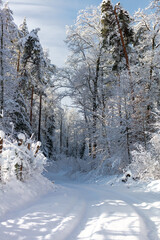 winter forest in the mountains