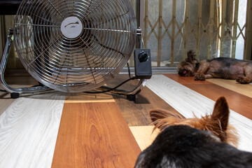 Heatwave in Gauteng province in South Africa - pet dogs lie in front of a fan placed on the floor