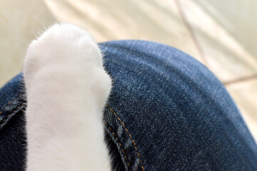 Cat paw on human knee. Happy tabby cat sitting on the owners knee. Love between and animal and human concept.  
