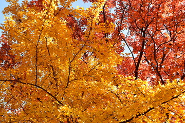 Looking up photo of colorful leaves in autumn