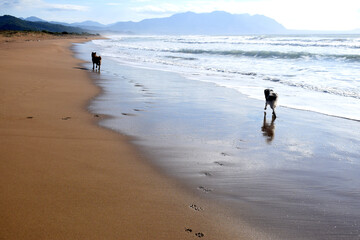 Silhouettes and paw prints of two dogs seen from behind walking along golden natural sandy beach of...