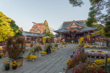 茨城家笠間市　笠間稲荷神社　菊祭り