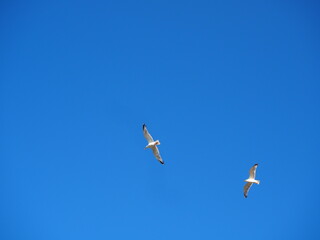 Goélands volants dans le ciel bleu