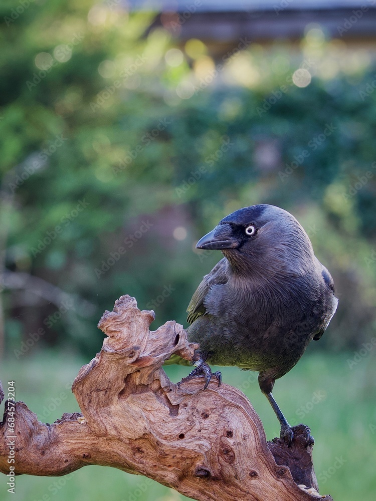 Poster jackdaw perched in a garden